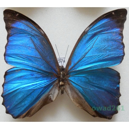 Morpho menelaus (Linnaeus, 1758) Peru 93mm57a